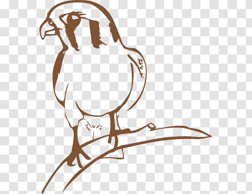 Falcon Download Clip Art - Beak - Bird Transparent PNG