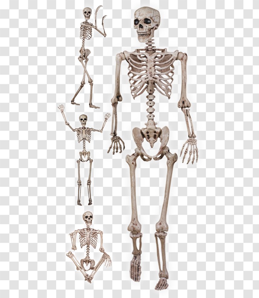 Human Skeleton Skull Bone The Skeletal And Muscular Systems - Worksheet Transparent PNG