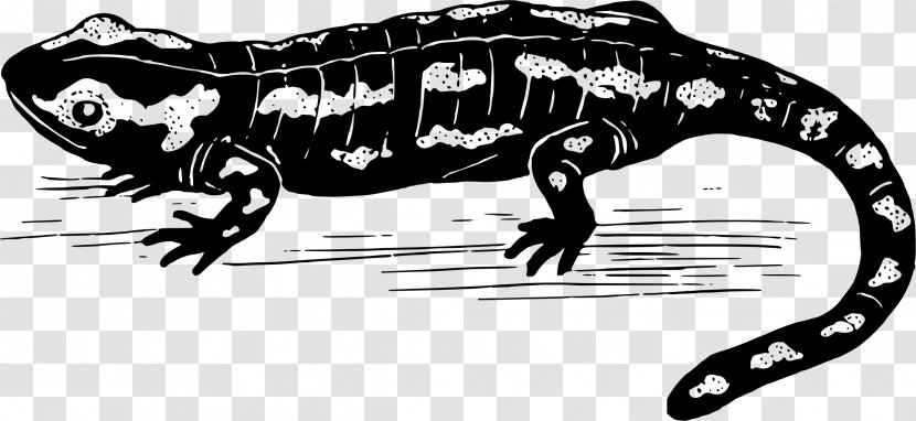 Salamander Tyrannosaurus Clip Art - Mammal Transparent PNG