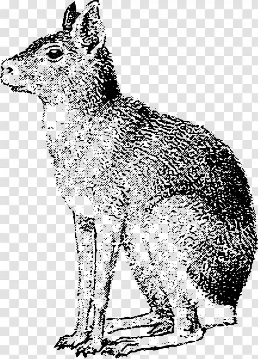 Red Fox Coyote Gray Wolf Hare Patagonia - Black And White Transparent PNG