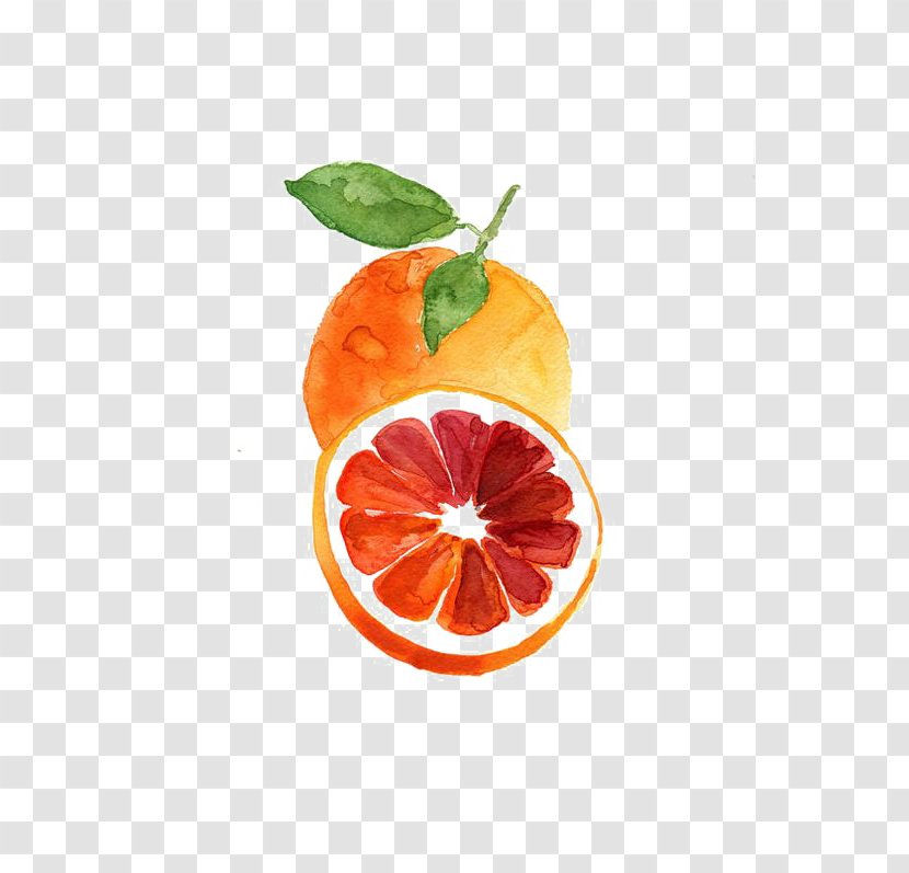 Grapefruit Blood Orange Tangerine Watercolor Painting - Food Transparent PNG