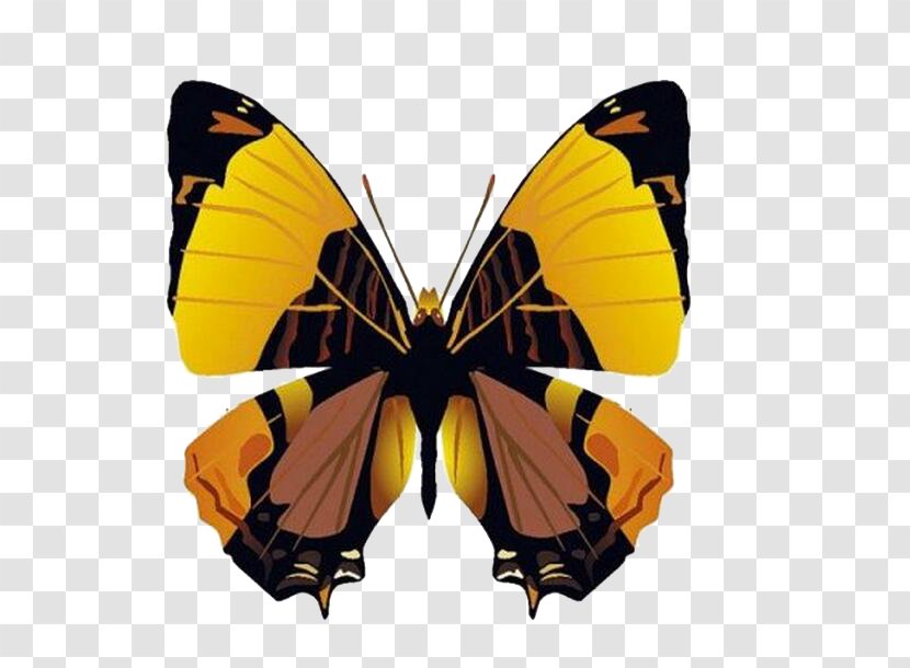 Butterfly Bozzolo - Monarch Transparent PNG