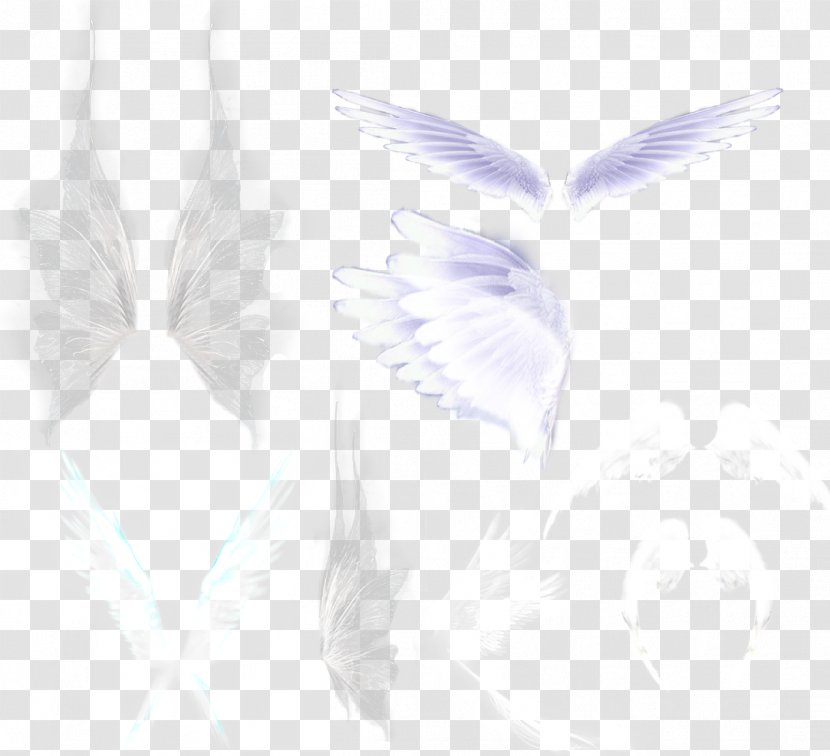 Download Feather Google Images Wallpaper - Lilac - White Feathers Transparent PNG