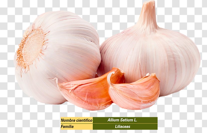 Garlic Organic Food Health Infection Transparent PNG