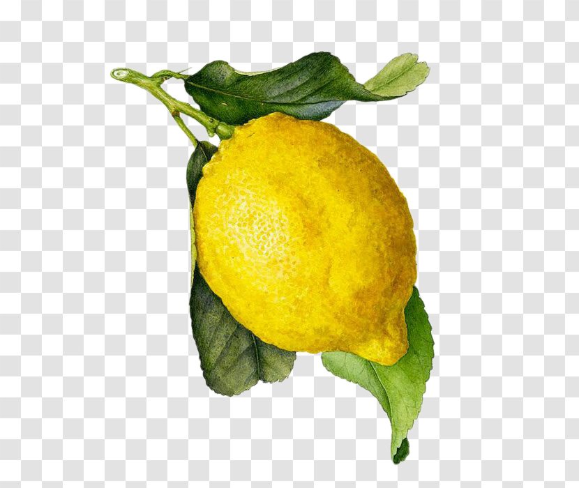 Juice Limoncello Lemon Watercolor Painting Botanical Illustration - Lime Transparent PNG