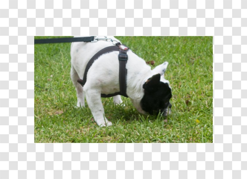 French Bulldog Dog Breed Snout - Bull Transparent PNG