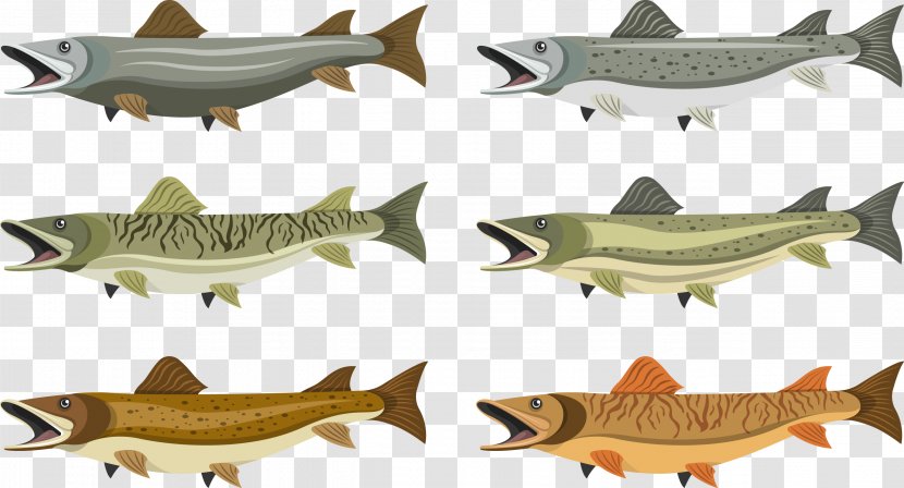 Northern Pike Fishing - Organism - Fish Collection Transparent PNG