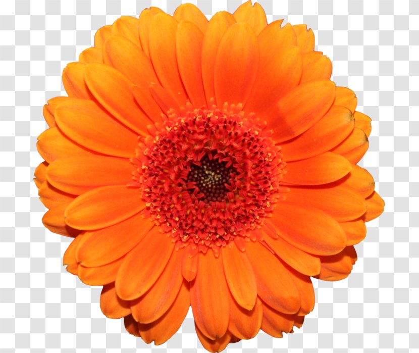 Transvaal Daisy Orange Cut Flowers - Family Transparent PNG