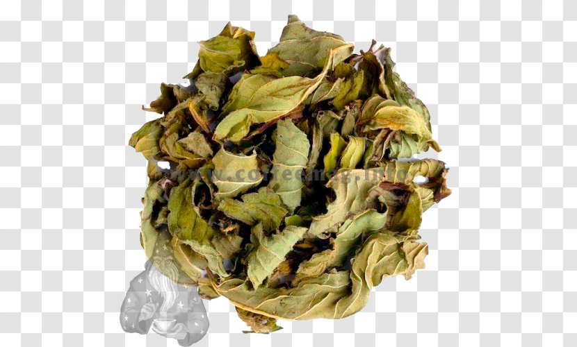 Green Tea Tieguanyin Herbal Peppermint - Mint Transparent PNG