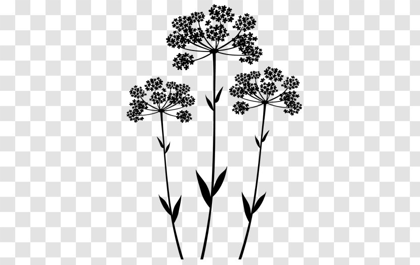 Wall Decal Anise Flower Color Plant Stem - De - Anis Transparent PNG