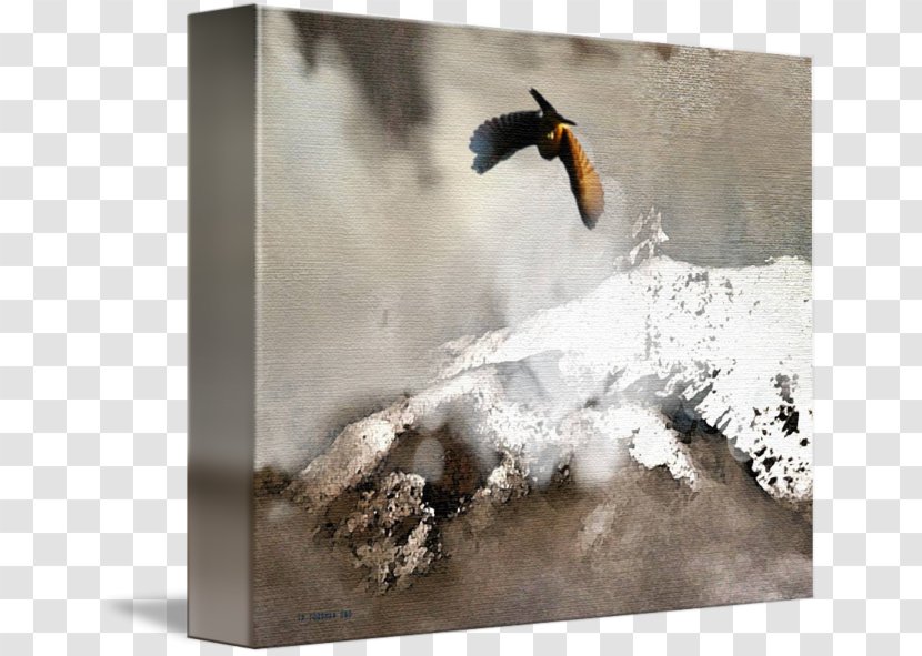 Flightless Bird Stock Photography Transparent PNG
