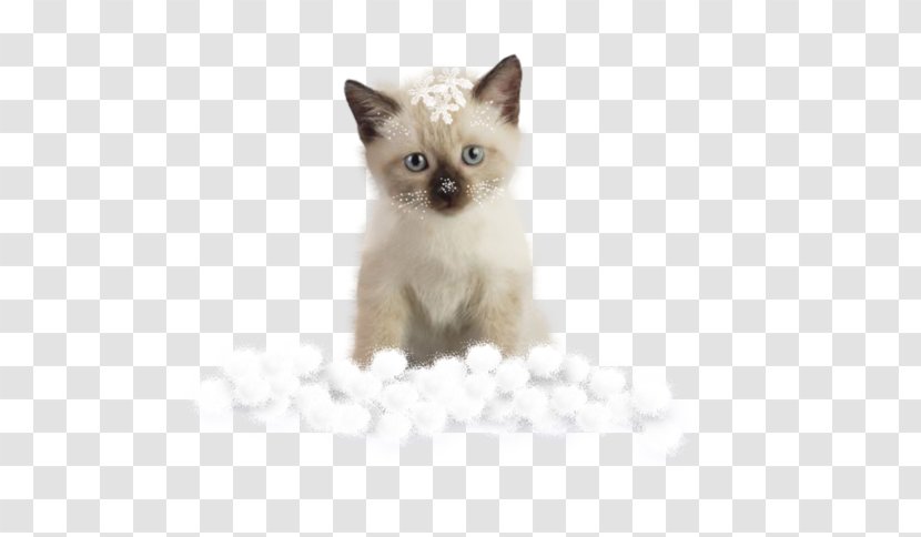 Tonkinese Cat Burmese Siamese Kitten Domestic Short-haired - Pixel - Snow Transparent PNG