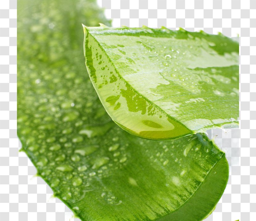 Aloe Vera Drumstick Tree Gel Extract Skin Care - Aloin Transparent PNG
