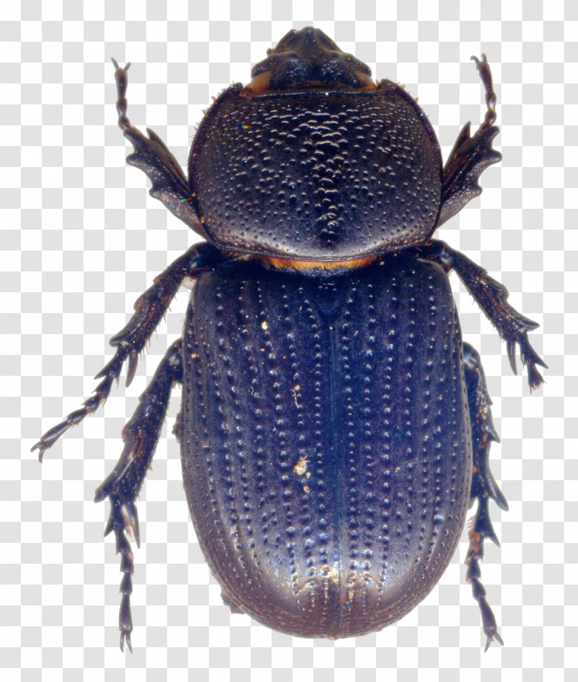 Dung Beetle Weevil Scarab Terrestrial Animal Transparent PNG