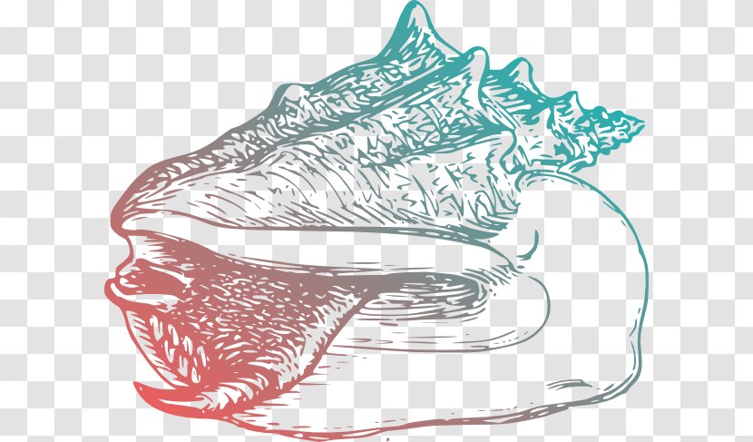Line Art Conch Drawing Clip - Footwear - Sea Coral Transparent PNG