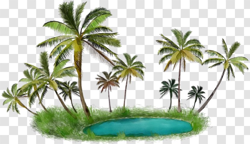 Palm Tree - Terrestrial Plant Water Transparent PNG
