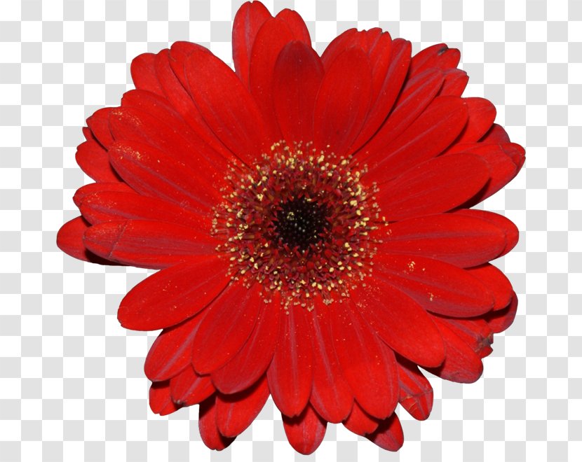 Flower Bouquet Red Dahlia Transvaal Daisy - Family Transparent PNG