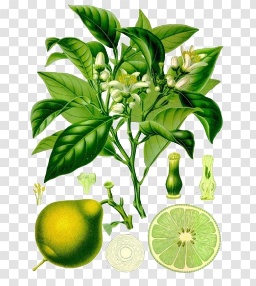Bergamot Orange Bitter Lemon Earl Grey Tea Key Lime - Citrus - Free Plant Material To Pull Transparent PNG