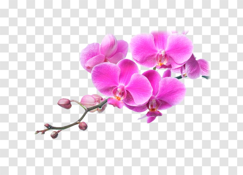 Moth Orchids Flower Pink Plants - Orchid Transparent PNG