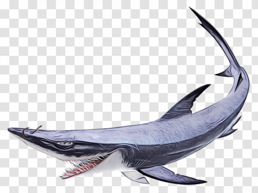 Shark Transparent PNG