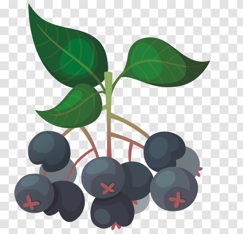 Bilberry Auglis Blueberry Fruit - Chokeberry Transparent PNG
