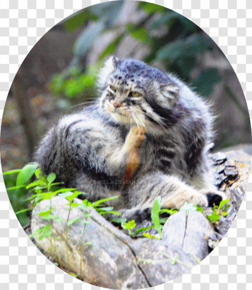 Wildcat Whiskers Snout Wildlife - Cat Transparent PNG