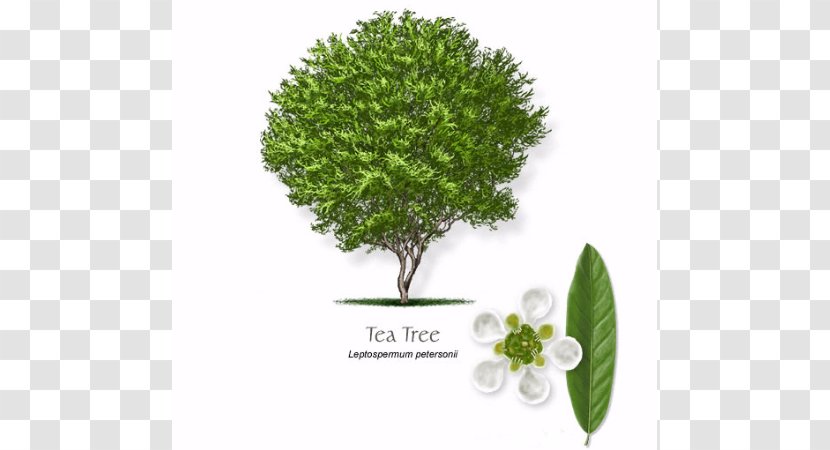 Tea Tree Oil Narrow-leaved Paperbark Essential Leptospermum Petersonii Transparent PNG