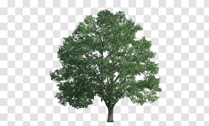 Venerable Trees: History, Biology, And Conservation In The Bluegrass English Oak Photography - Stock - Tree Transparent PNG