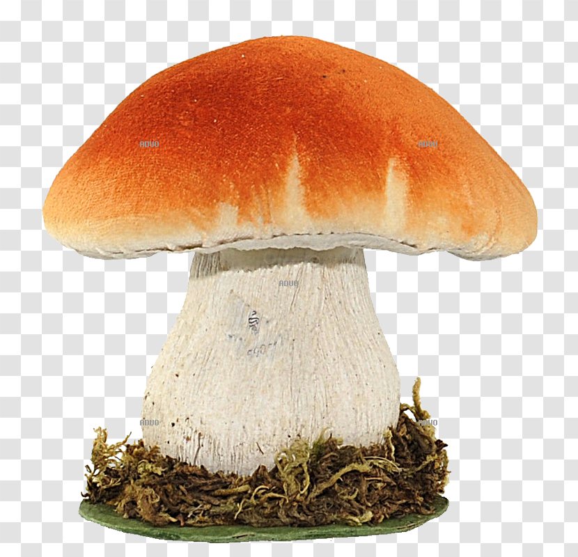 Fungus Amanita Muscaria Spore Edible Mushroom - Penny Bun - Cucurbita Transparent PNG