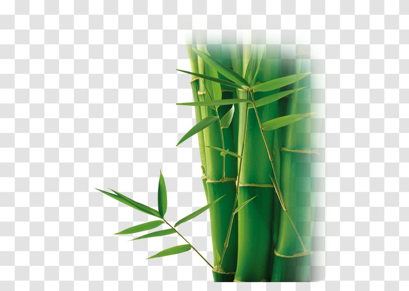 Bamboo Bamboe Download Computer File - Leaf Transparent PNG