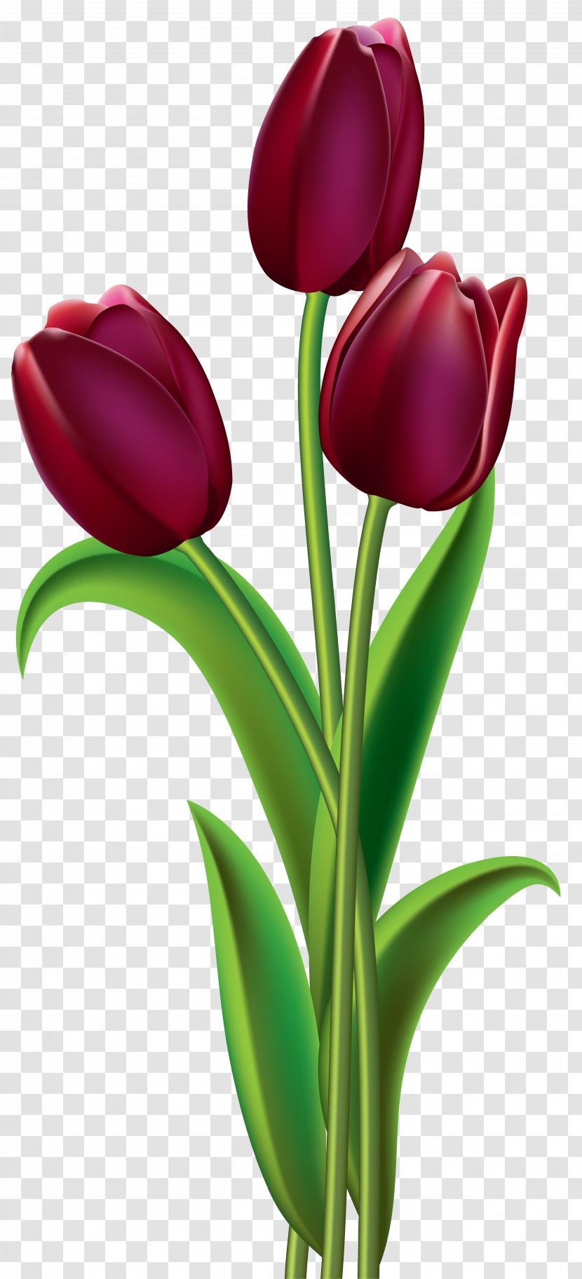 Tulip Red Flower Clip Art - Dark Tulips Clipart Image Transparent PNG