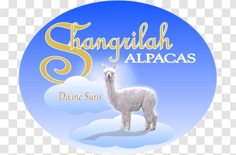 Llama Alpaca Vicuña Domestication Shangri-La Hotels And Resorts - Shangrila - Alpacas Transparent PNG