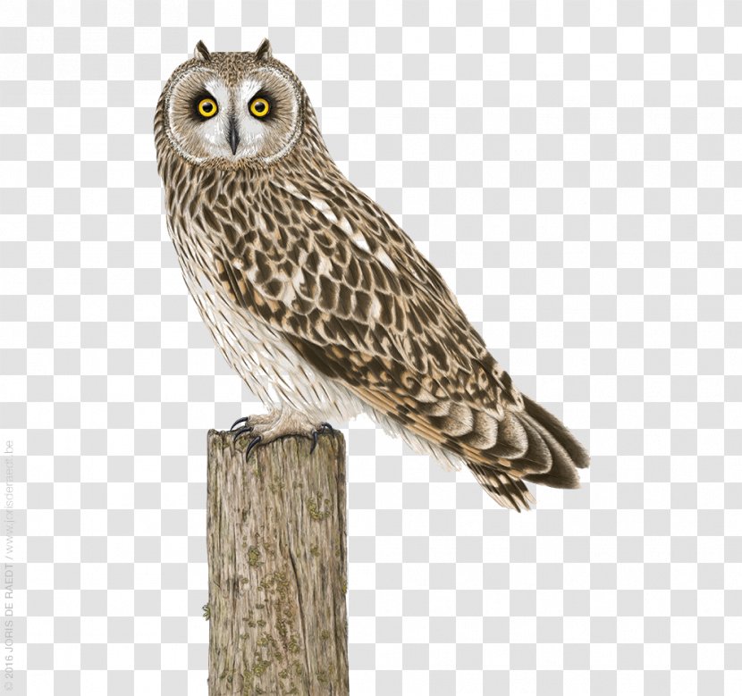 Great Grey Owl Bird Illustration - Standing On Stakes Transparent PNG