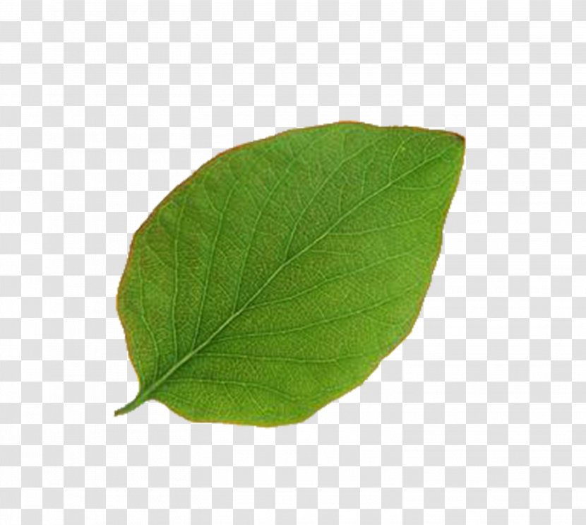 Leaf Plant Pathology - Leaves Transparent PNG