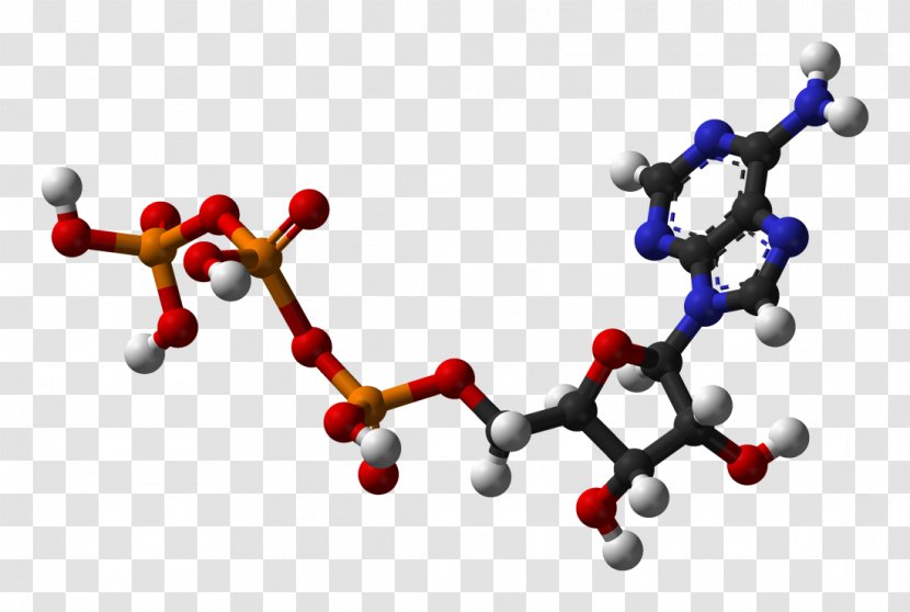 Adenosine Triphosphate Energy Cellular Respiration Diphosphate Glucose - Oxygen Transparent PNG