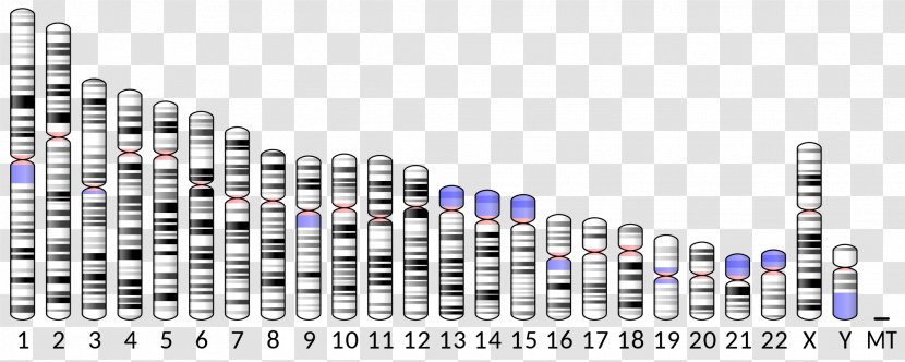 ABO Chromosome 9 Apolipoprotein C2 ICAM-1 - Fukutin - 19 Transparent PNG