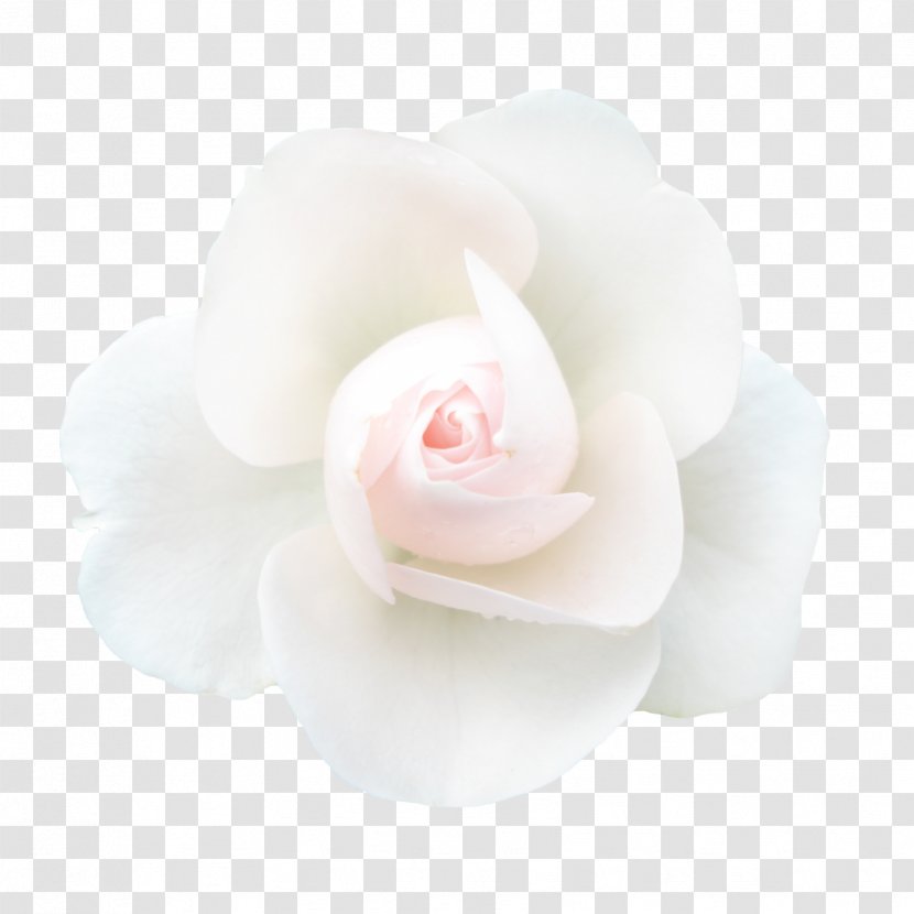 Garden Roses White Petal - Family - Creative Abstract Flowers Hand-painted Transparent PNG