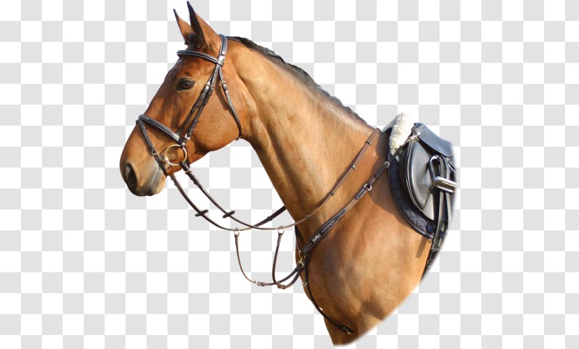 Horse Halter Saddle Hunt Seat Breastplate Transparent PNG
