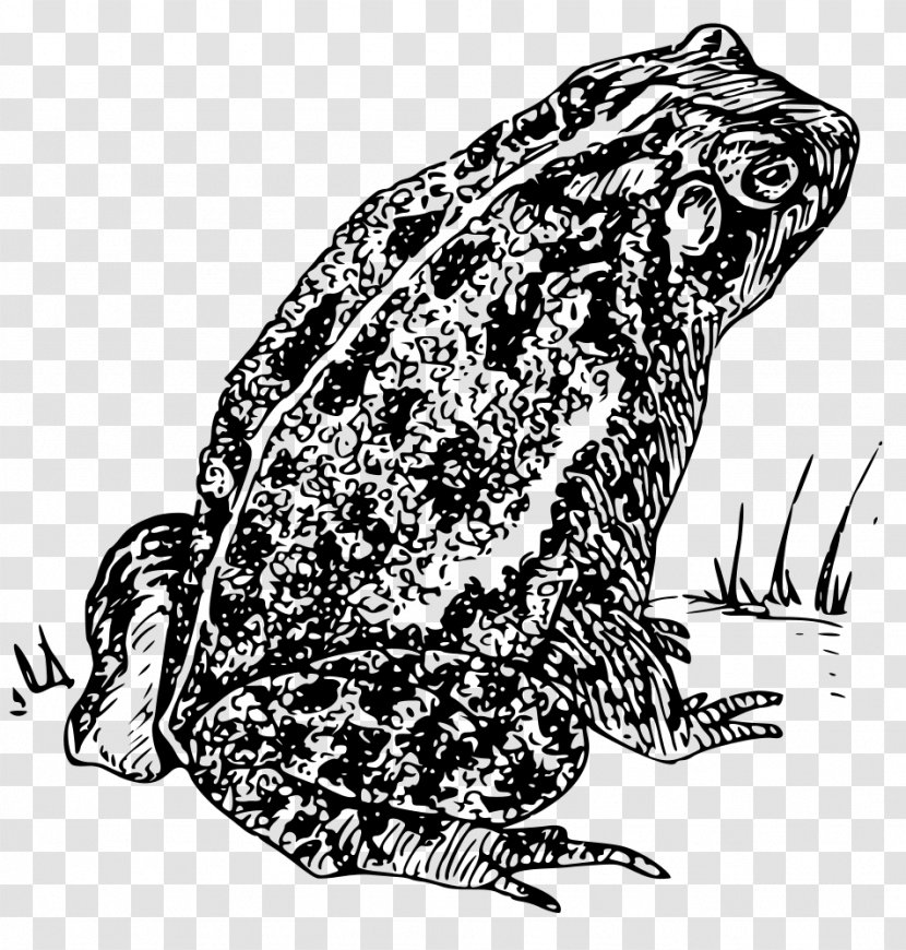 Frog Amphibian Toad Clip Art Transparent PNG