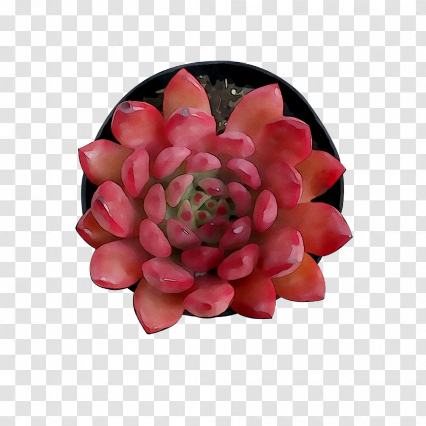 Cut Flowers Pink M - Perennial Plant Transparent PNG