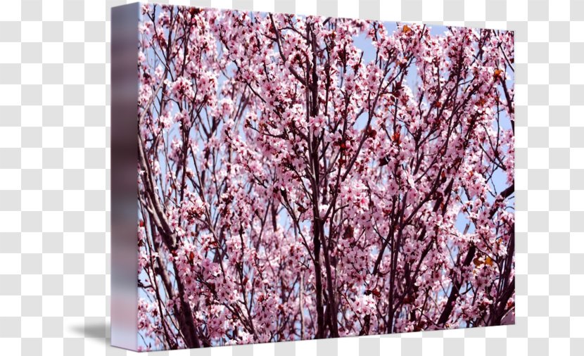 Cherry Blossom Pink M Petal ST.AU.150 MIN.V.UNC.NR AD - Spring - Japanese Maple Transparent PNG