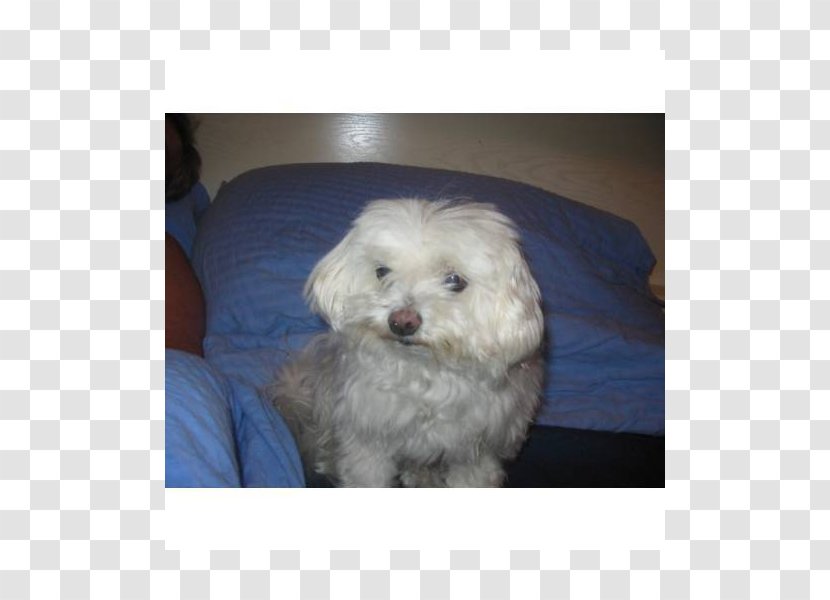 Maltese Dog Bolognese Havanese Coton De Tulear Bichon Frise - Carnivoran - Puppy Transparent PNG