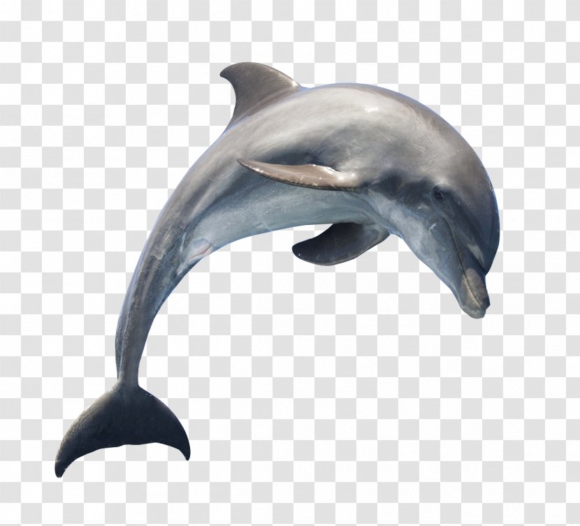 Dolphin Download - Rough Toothed Transparent PNG