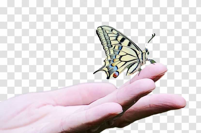 Brush-footed Butterflies Transparent PNG