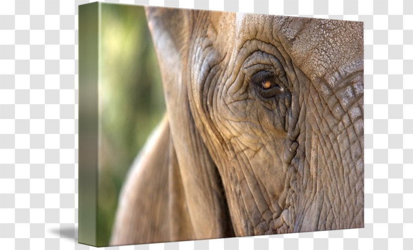 Indian Elephant African Wildlife Elephantidae - India Transparent PNG