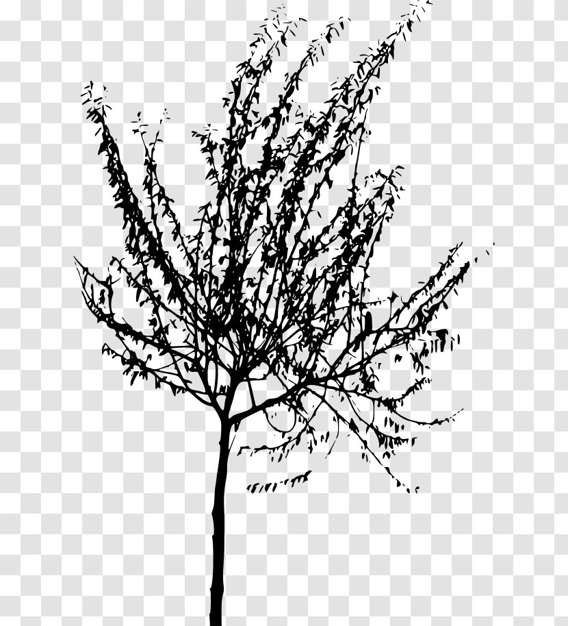 Twig Black And White Tree Line Art Clip - Drawing Transparent PNG