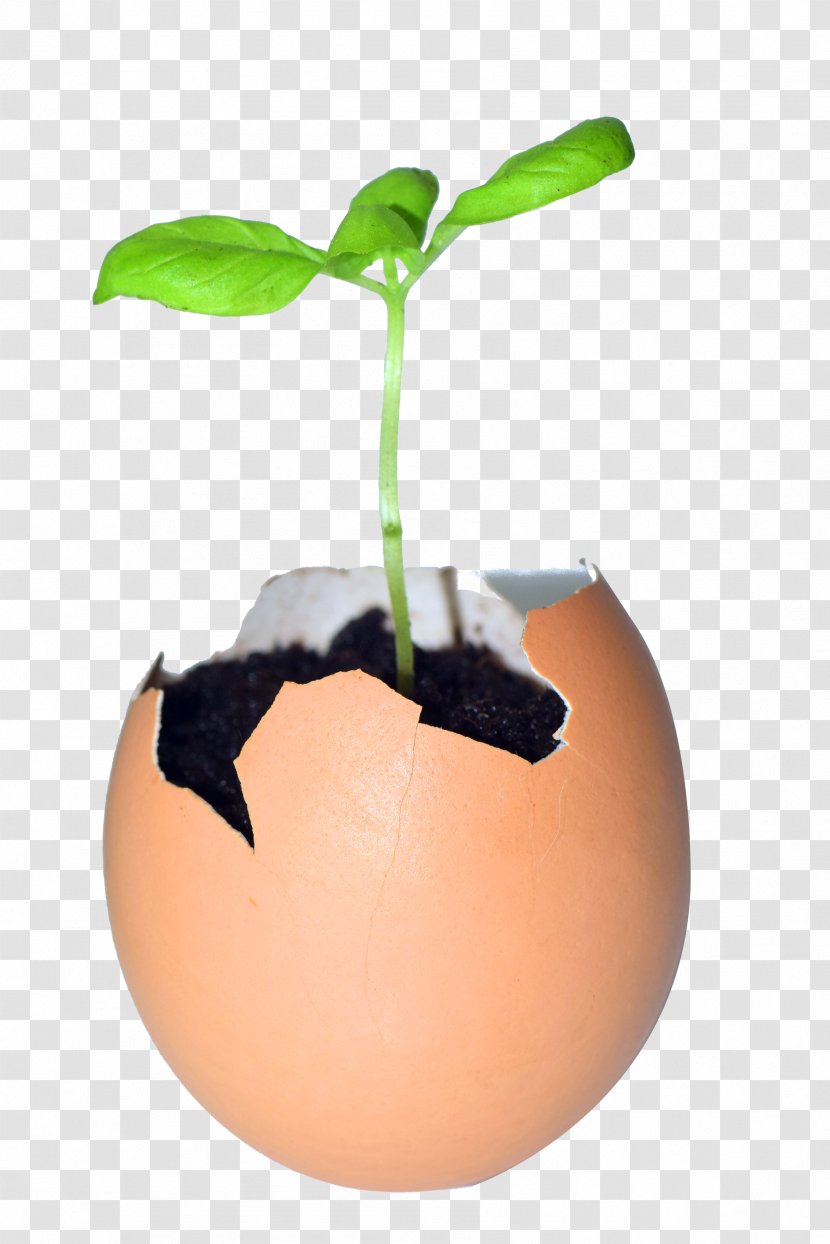 Easter Egg Background - Plant - Flower Flowerpot Transparent PNG