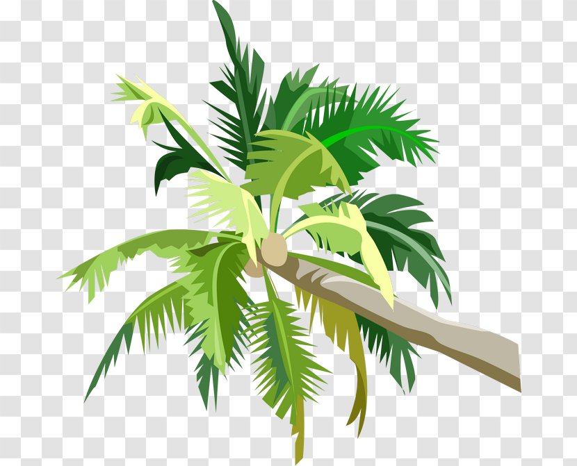 Arecaceae Coconut Clip Art - Tropical Fruit - Tree Transparent PNG