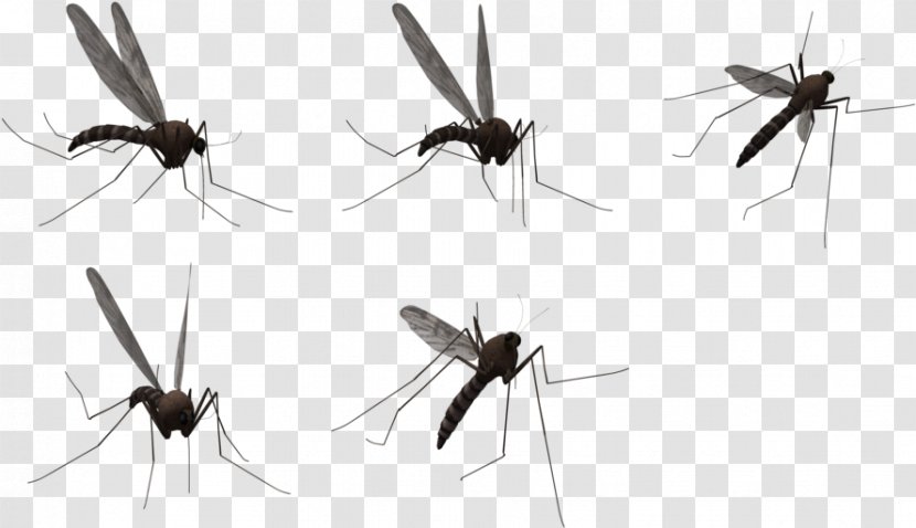 Mosquito Clip Art Vector Graphics - Spider - Control Transparent PNG