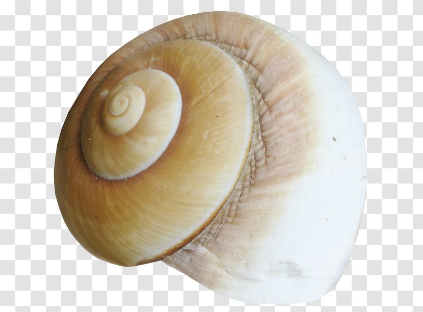 Sea Snail Conchology Seashell Gastropods - Slug Transparent PNG